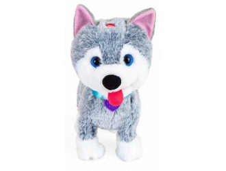 Noriel Pets - Catelus Oliver