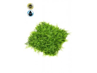 Covoras artificial mixt feriga si ienupar, rezistent la conditii meteorologice, rezistenta UV, verde deschis, 50x50cm