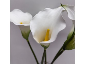 Buchet Pure Elegance in Vaza