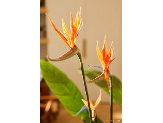 Planta artificiala Strelitzia (Pasarea Paradisului), 3 flori, 120 cm